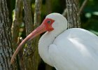 Ibis-0001.jpg