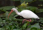 Ibis-0002.jpg