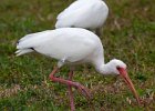 Ibis-0003.jpg