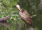 Limpkin-0002.jpg