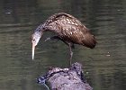 Limpkin-0003.jpg