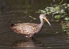 Limpkin-0004.jpg