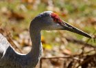 SandhillCrane-0001.jpg