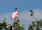 Spoonbill-0001.jpg