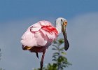 Spoonbill-0002.jpg