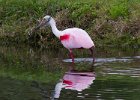 Spoonbill-0003.jpg