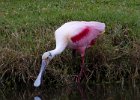 Spoonbill-0004.jpg