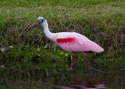 Spoonbill-0005.jpg