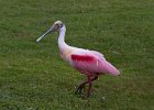 Spoonbill-0006.jpg