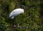 WoodStork-0001.jpg