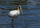 WoodStork-0002.jpg