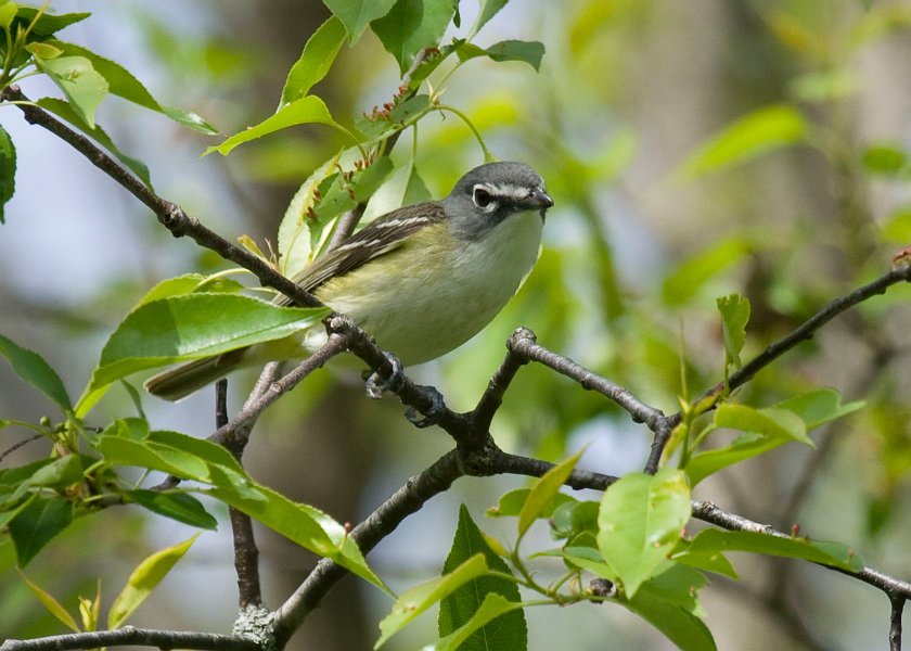 BluHdVireo-0002