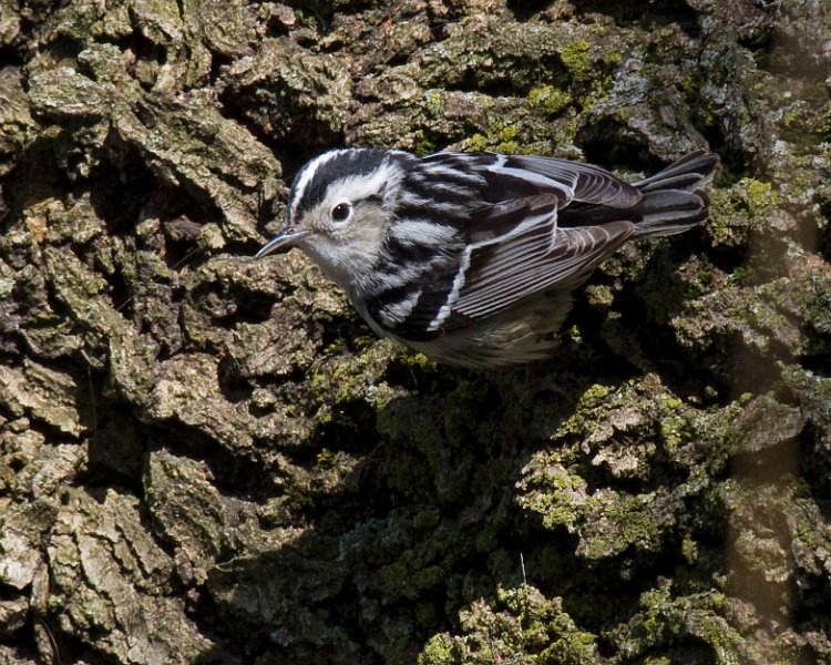 BnWWarbler-0003