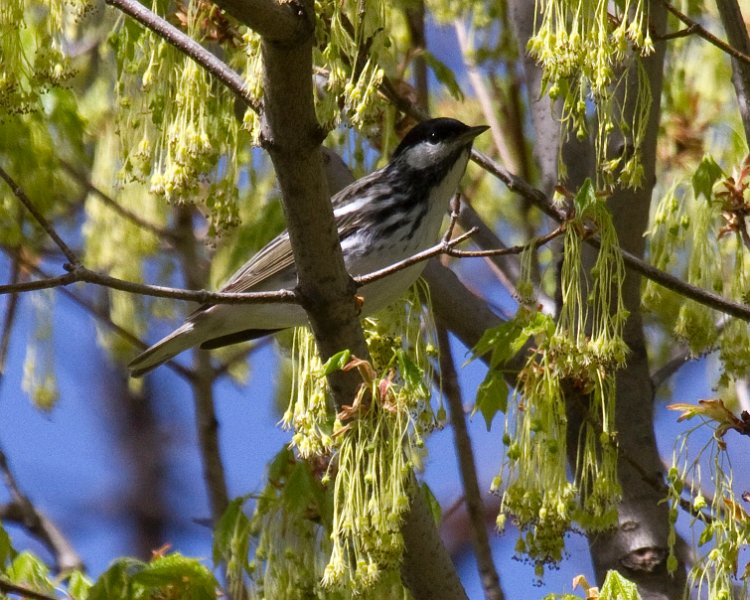 BnWWarbler-0004