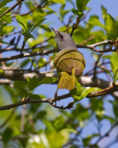 MourningWarbler-0002