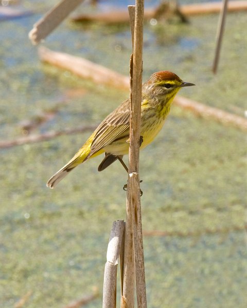 PalmWarbler-0002