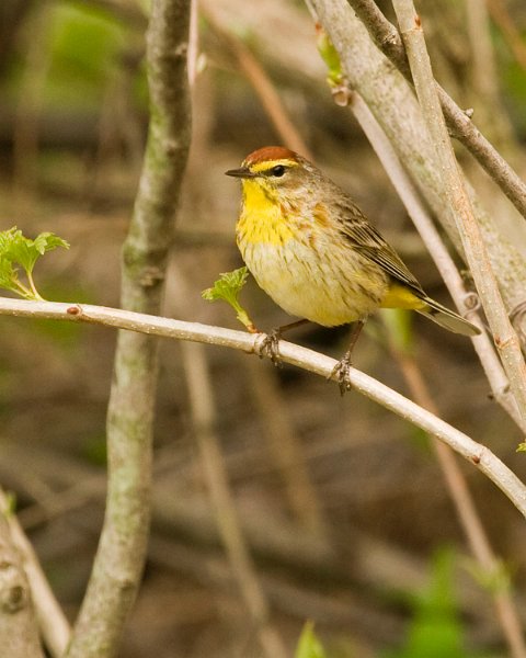 PalmWarbler-0004