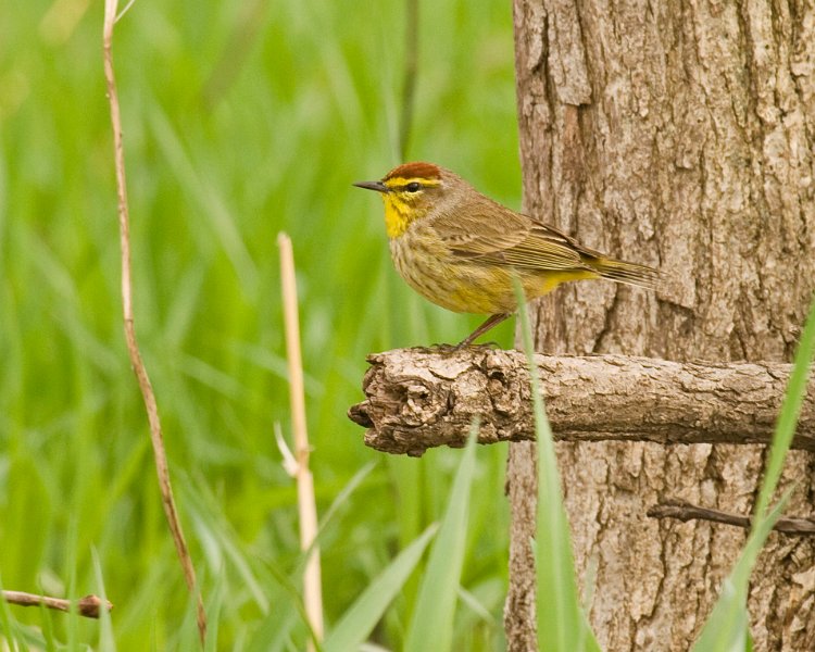 PalmWarbler-0005