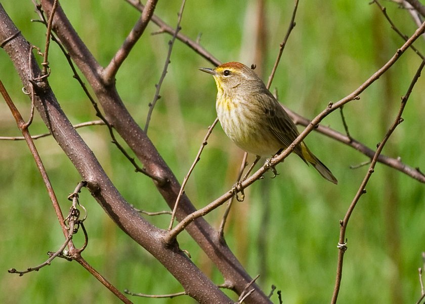 PalmWarbler-0006