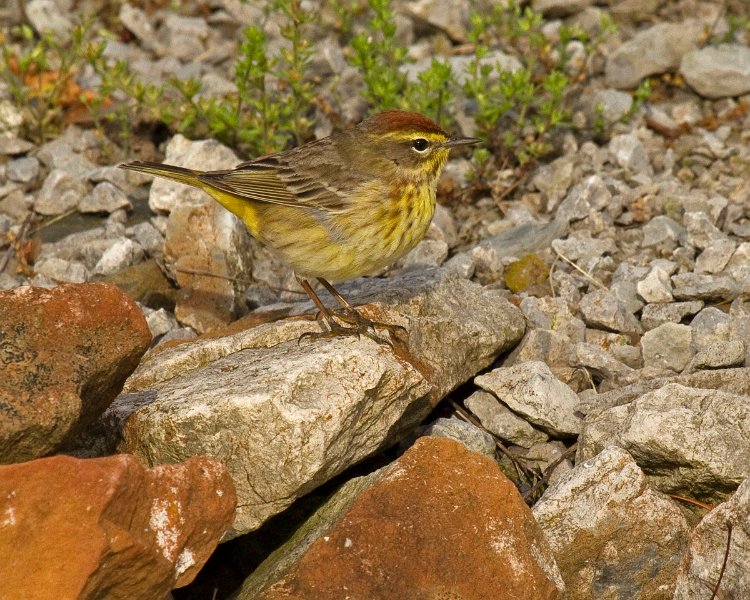 PalmWarbler-0008