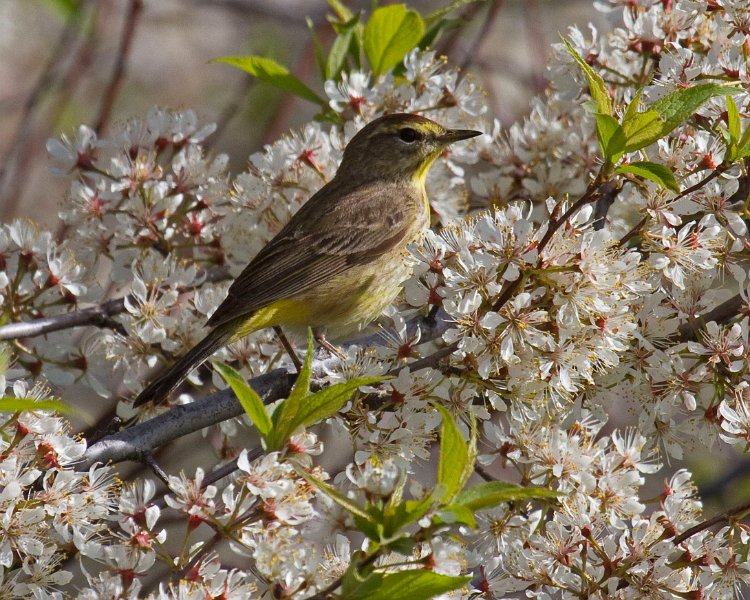 PalmWarbler-0012