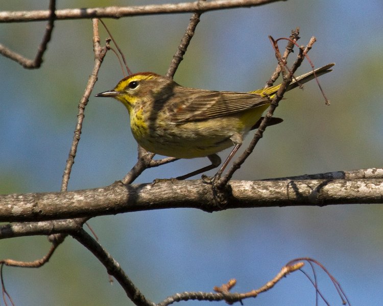 PalmWarbler-0014