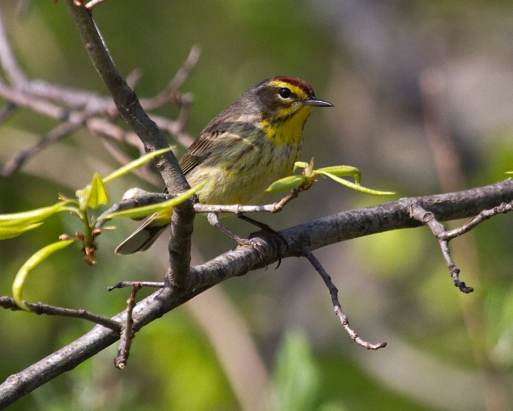 PalmWarbler-0015