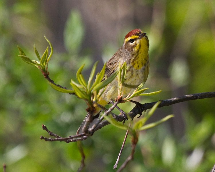 PalmWarbler-0016