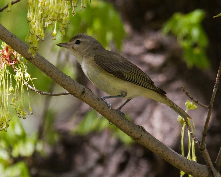 WarblingVireo-0001