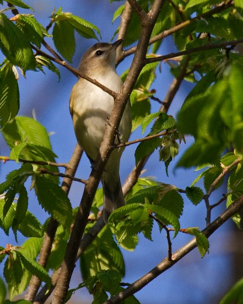 WarlbingVireo-0001