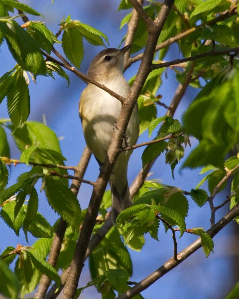 WarlbingVireo-0002