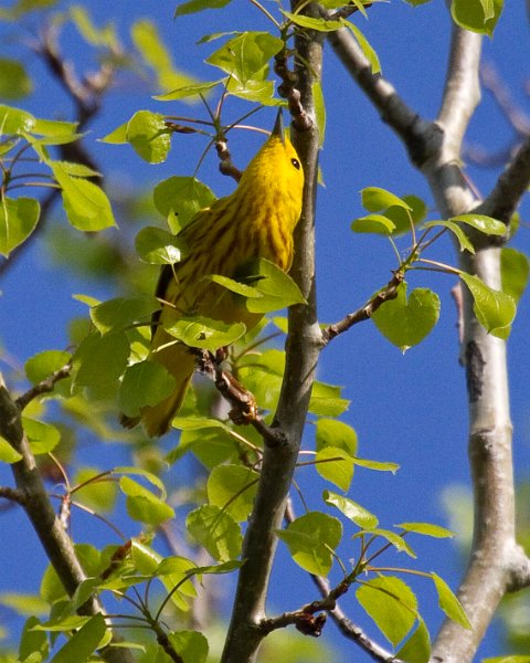 YellowWarbler-0003