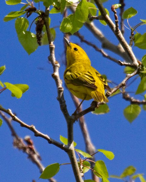 YellowWarbler-0004