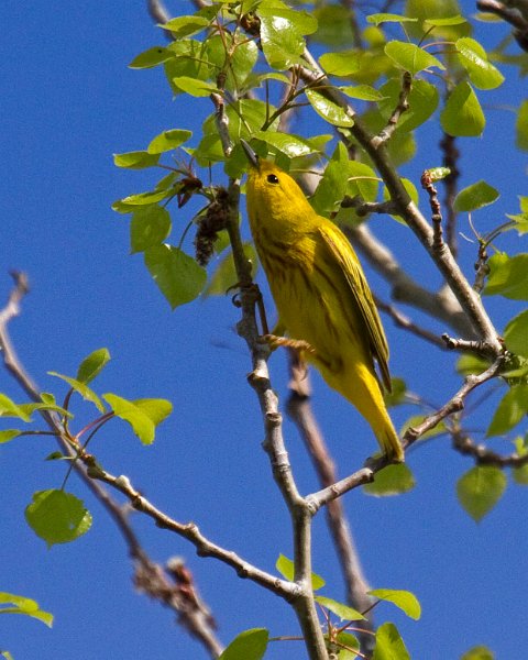 YellowWarbler-0005