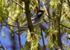 BnWWarbler-0004.jpg