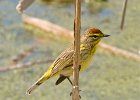 PalmWarbler-0002.jpg