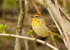 PalmWarbler-0004.jpg