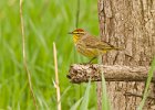 PalmWarbler-0005.jpg