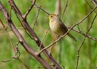 PalmWarbler-0006.jpg