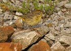 PalmWarbler-0008.jpg