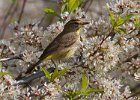 PalmWarbler-0012.jpg