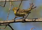 PalmWarbler-0014.jpg