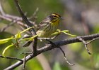 PalmWarbler-0015.jpg