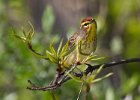 PalmWarbler-0016.jpg