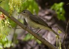 WarblingVireo-0001.jpg