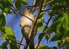 WarlbingVireo-0001.jpg