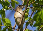 WarlbingVireo-0002.jpg