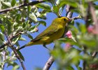 WilsonsWarbler-0001.jpg