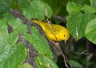 YellowWarbler-0002.jpg