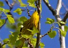 YellowWarbler-0003.jpg